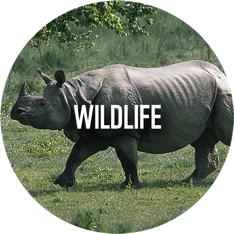 Wwf News - Assam Rhino (1000x1024), Png Download