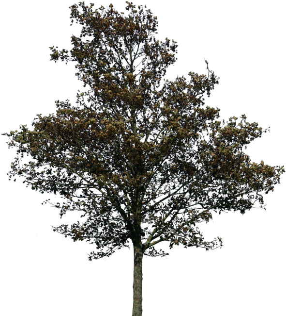 Thumb Image - Tree (600x655), Png Download