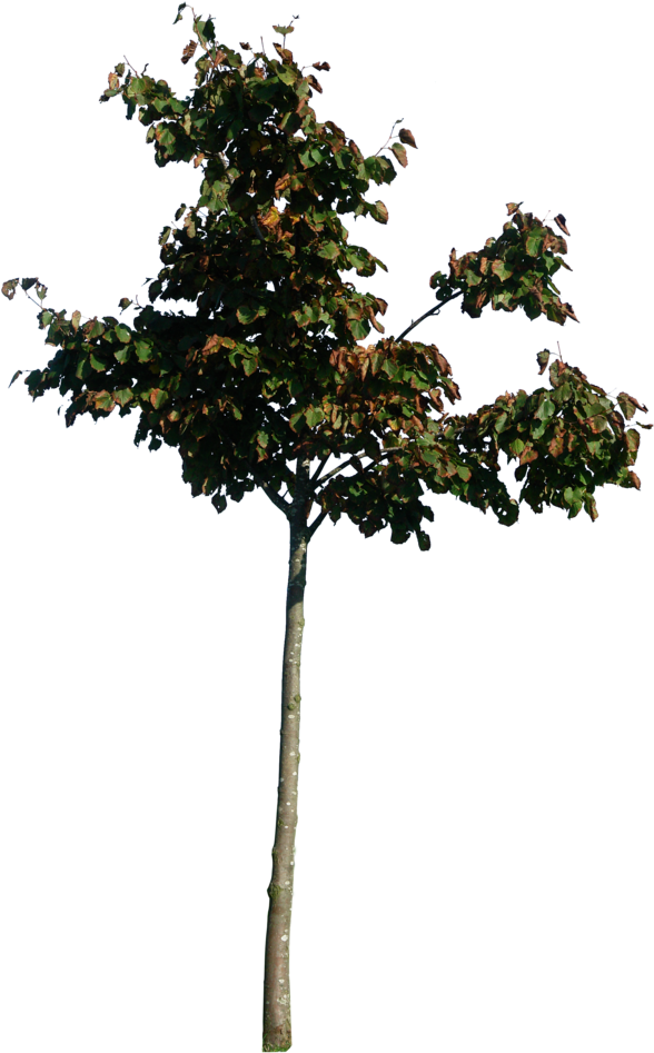 Little Tree Png (600x969), Png Download