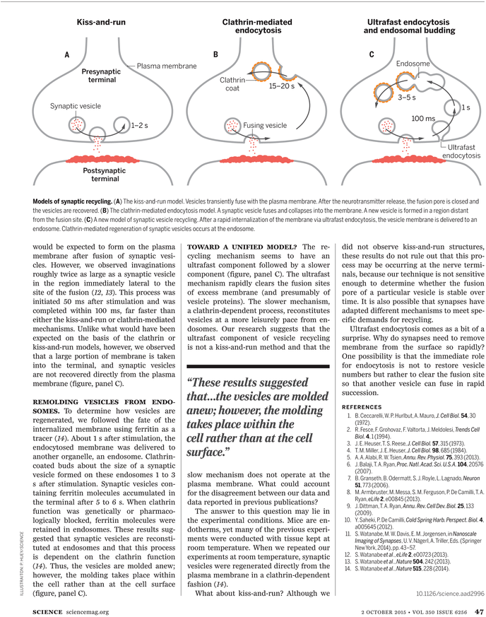 Goose Tower In Vordingborg, Zealand (729x929), Png Download