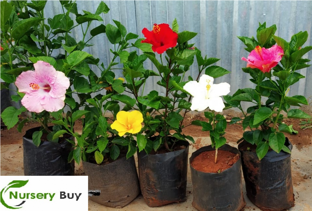 Hawaiian Hibiscus (1000x1000), Png Download