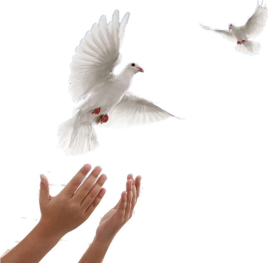 1024 X 1024 7 - Hands Releasing Dove Png (1024x1024), Png Download