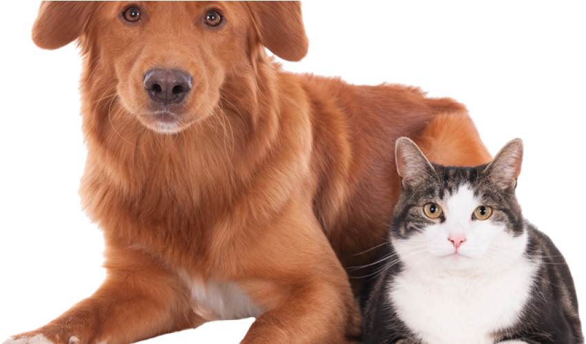 Pet Care Dog Clinic - Mascotas Veterinaria Png (870x500), Png Download