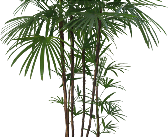Plants Png Transparent Images - Pot Plants Cut Out (640x480), Png Download