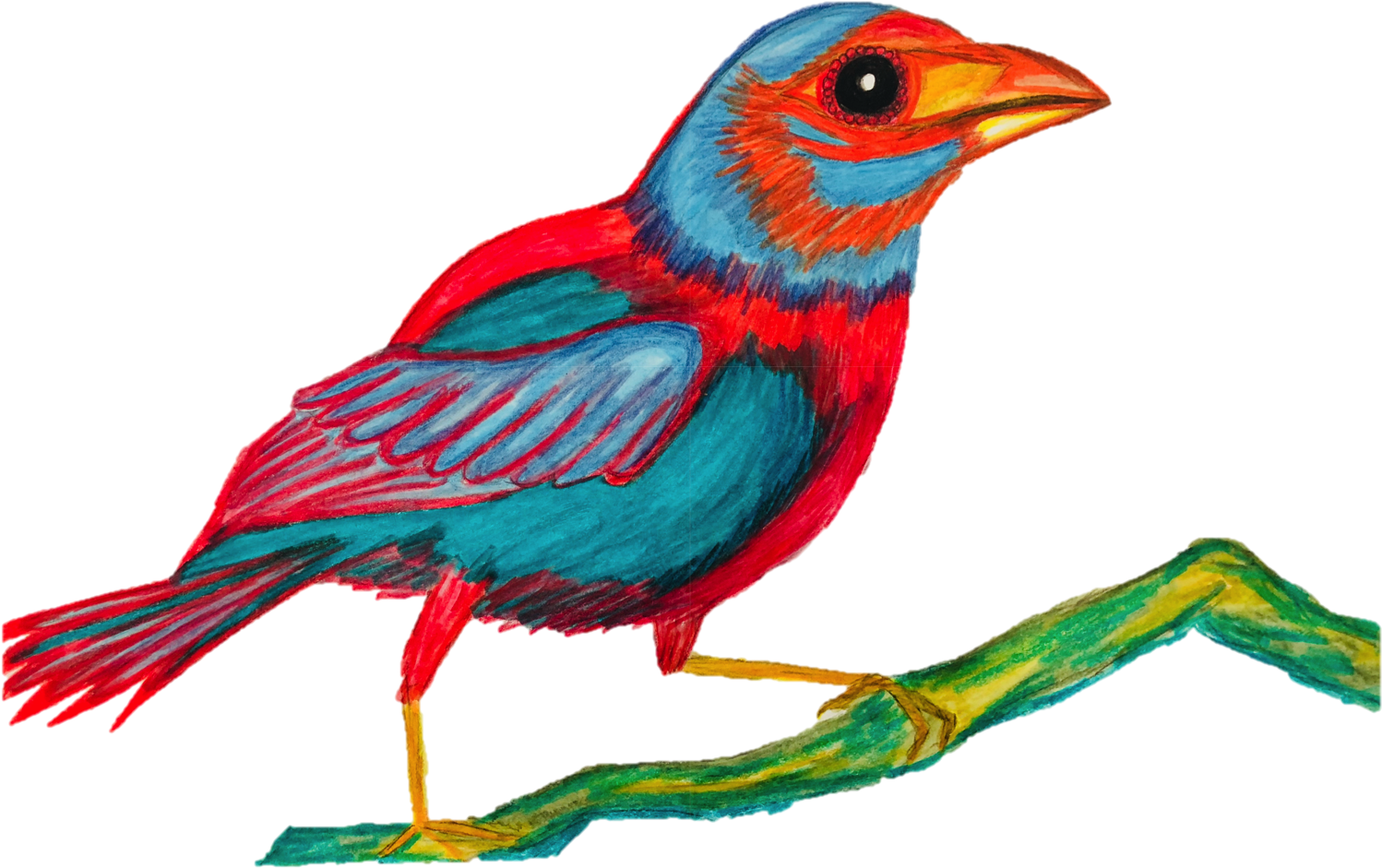 Firecracker Fatburn Organic Tea Bird Tea - Finch (1500x1125), Png Download