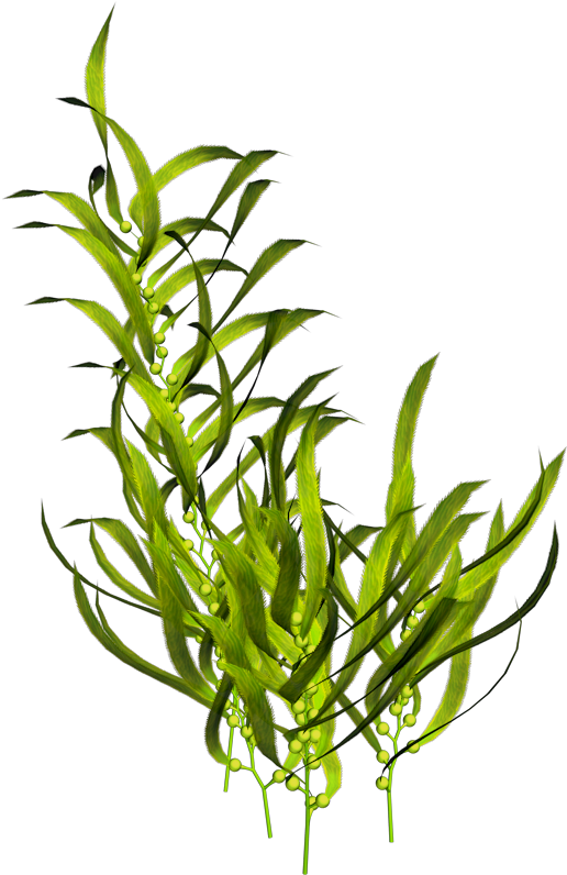 Seaweed Aquatic Plants Ocean Sea Transprent Png - Underwater Plants Png (800x800), Png Download