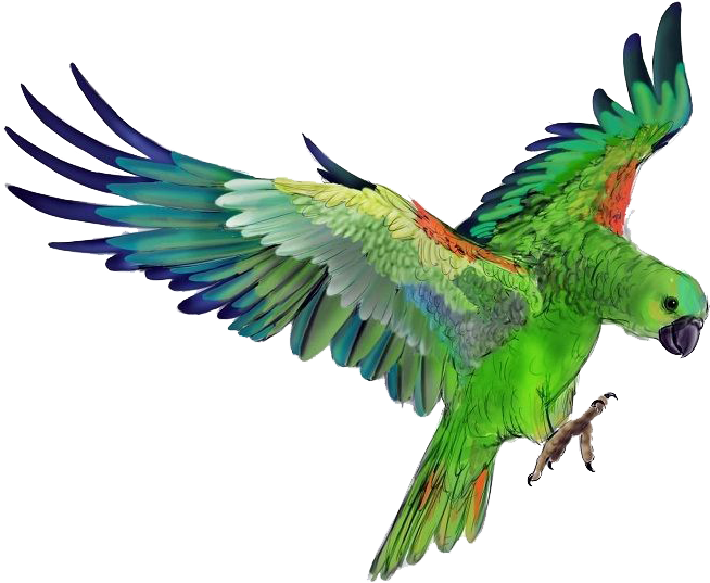 Green Parrot Flying Png (686x562), Png Download