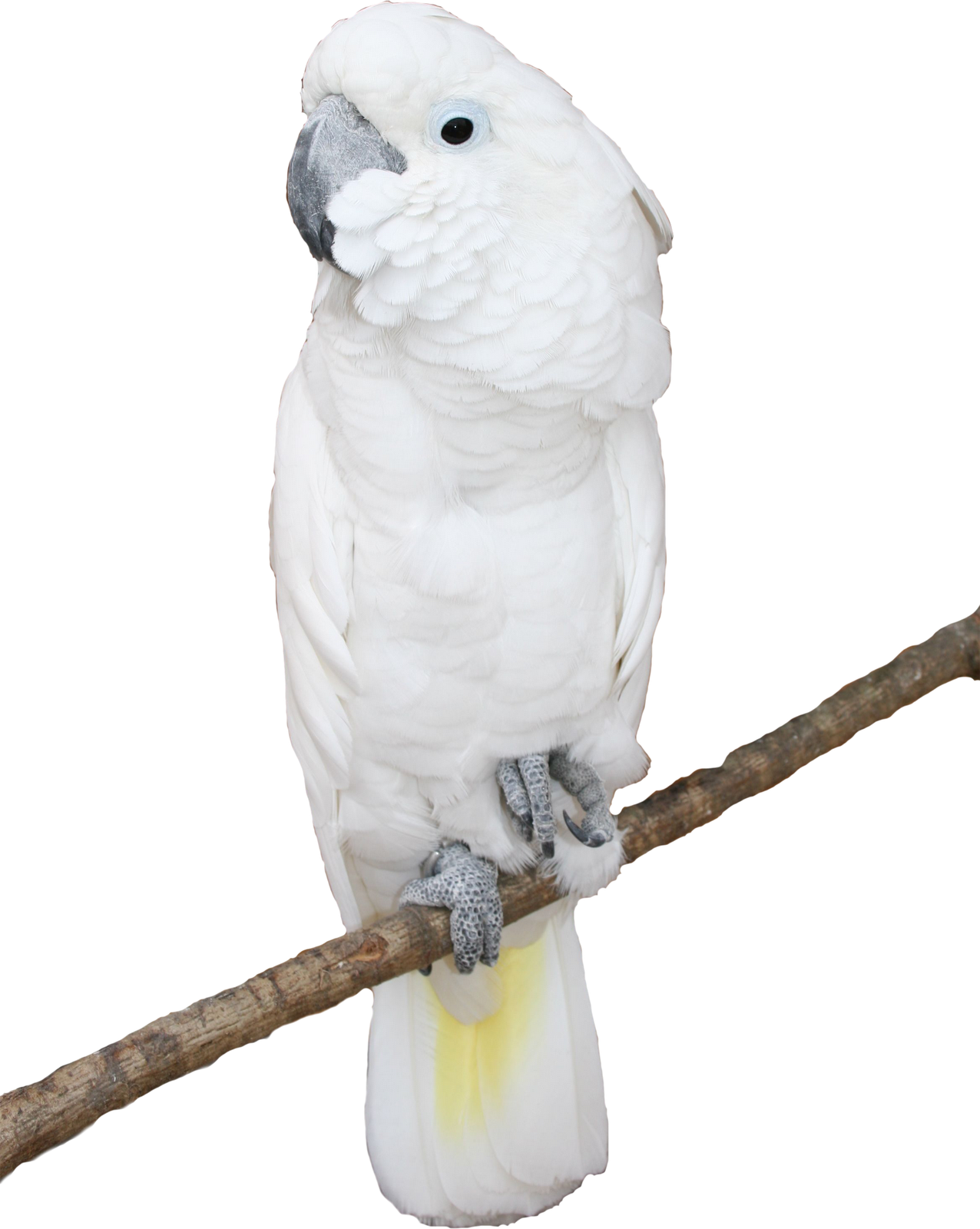 Parrot Psd And Png On White Background Free Background - White Parrots Png (1276x1600), Png Download