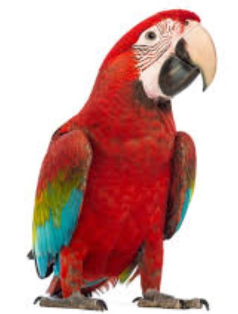 Graphic Black And White Library Parrots Interesting - Green Wing Macaw Png (491x646), Png Download