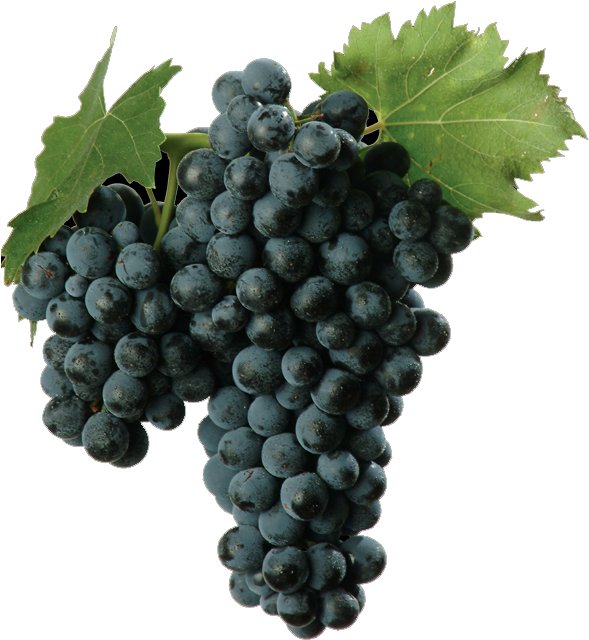 Red Wine Grape - Sangiovese Grape (595x703), Png Download