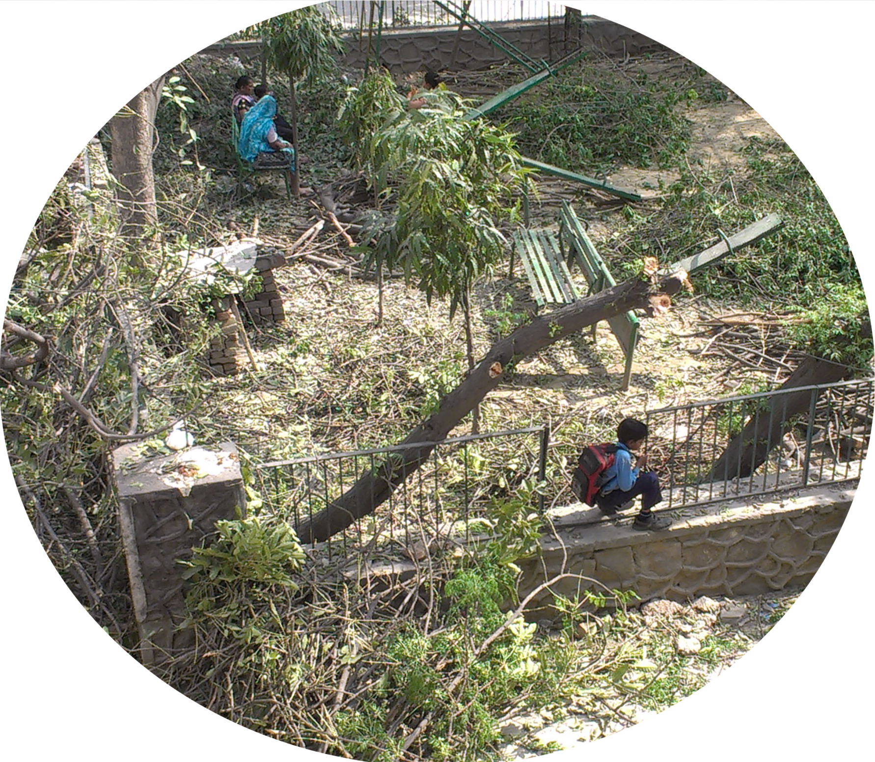 The Park, With Foliage From The Trees Carpeting The - Conifer (1782x1552), Png Download