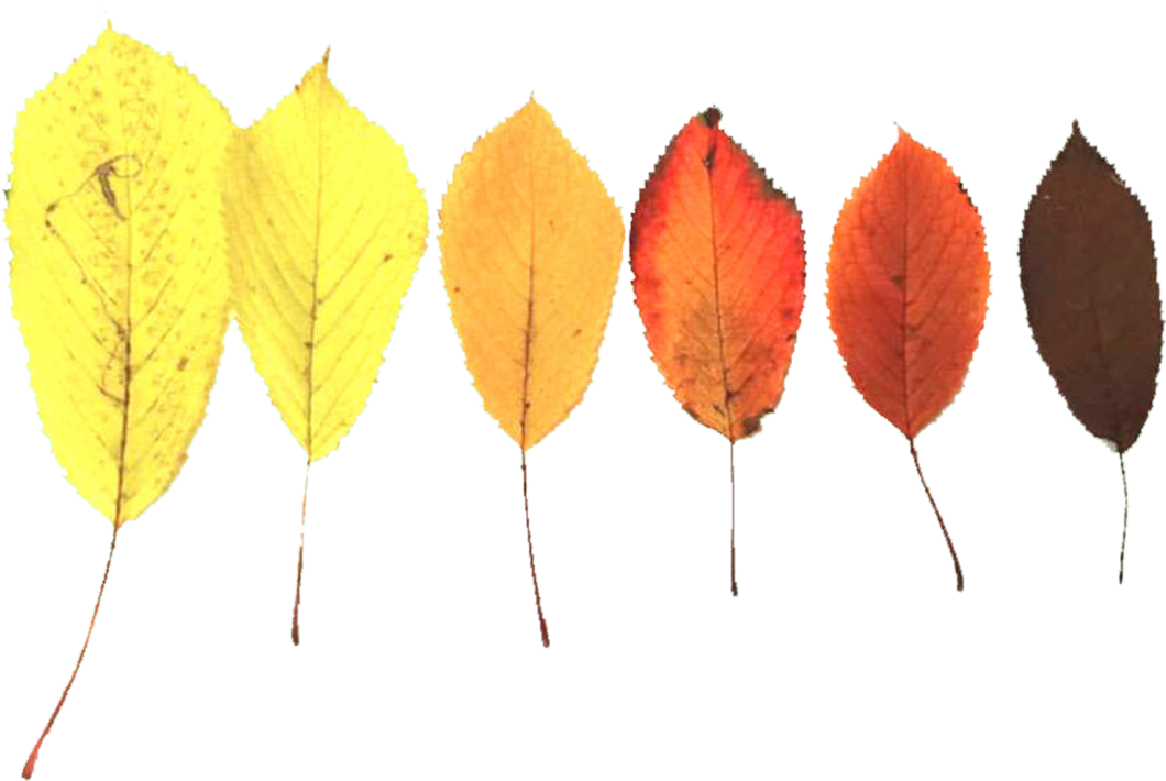 Drawing Fall Autumnal - Autumn (1200x801), Png Download