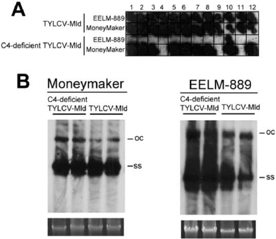 Detection Of Tomato Yellow Leaf Curl Virus In Agroinfiltrated - Monochrome (850x469), Png Download