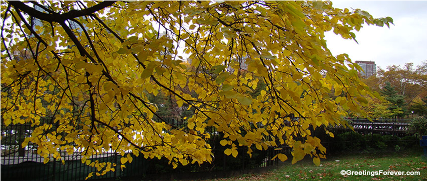Photo Of Yellow Leaves - Plane-tree Family (853x480), Png Download