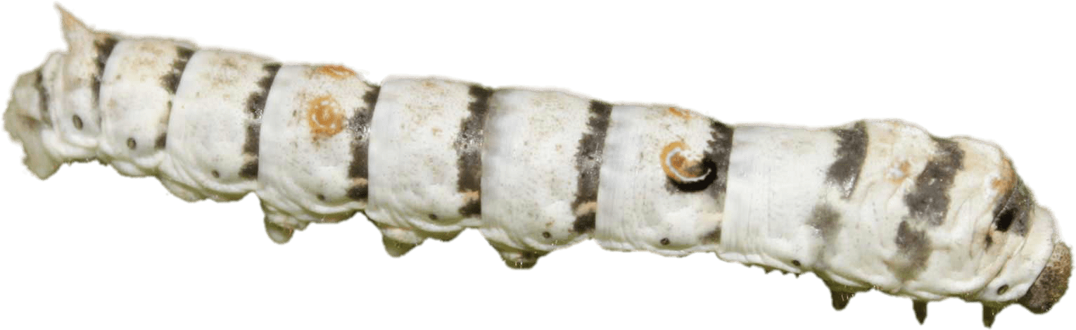 Download - Eastern Tiger Swallowtail (1920x600), Png Download