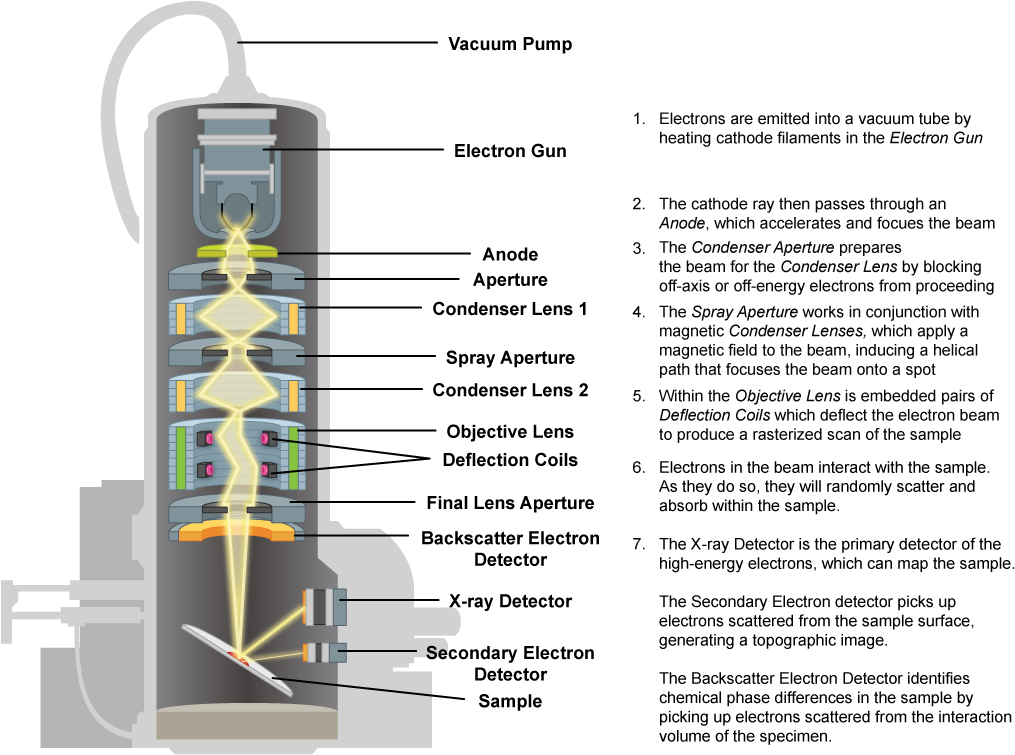 Scanning Electron Microscope Transmission Electron Microscope