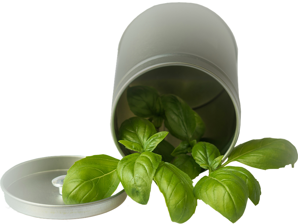 When This Disease Occurs, You Should Enjoy The Continuous - Basil (958x720), Png Download