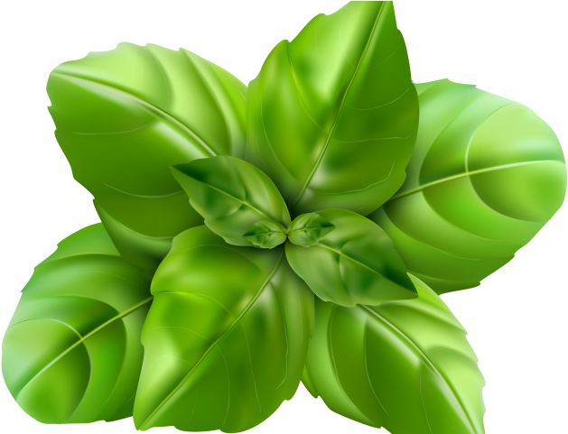 Plant Clipart Thulasi - Basil Leaf Clipart (640x480), Png Download