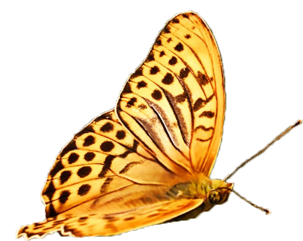 Quote From “cocooning The Butterfly” - Happy Earth Day (754x626), Png Download