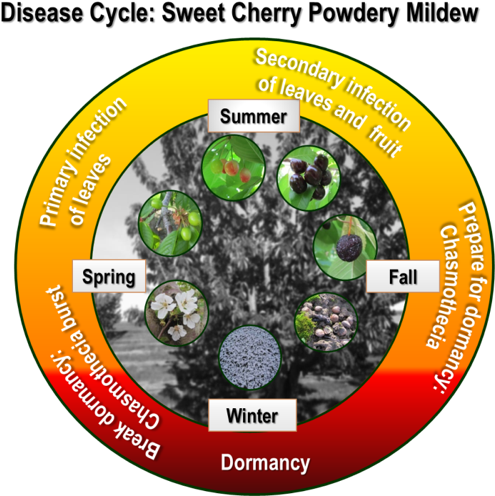 The Disease Cycle Of Sweet Cherry Powdery Mildew - Circle (537x580), Png Download