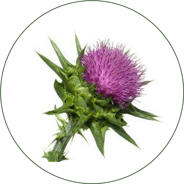Milk Thistle For Liver Support For Horses - Chardon Marie Silymarine (800x800), Png Download