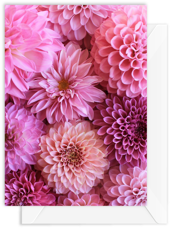 Dahlia (800x800), Png Download
