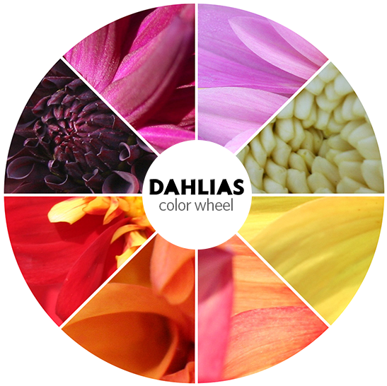 Dahlia Color Wheel - Theory Of Multiple Intelligences (576x580), Png Download
