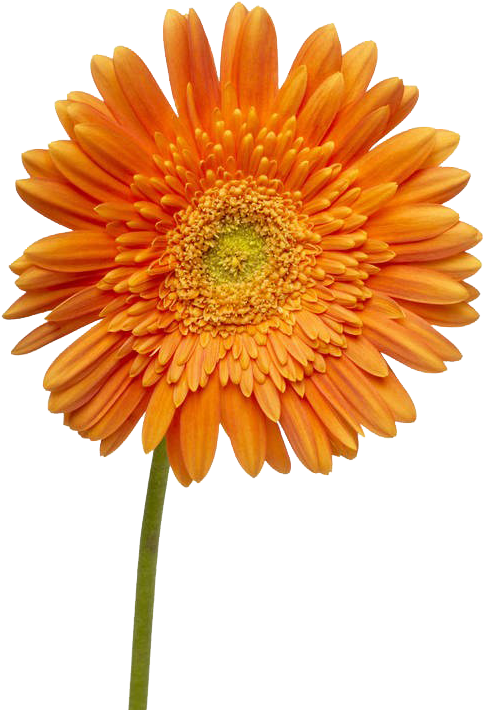 Dahlia Flower Png Image - Flower Day (800x800), Png Download