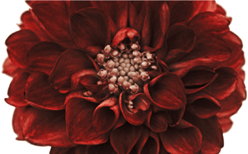 95 Dahlia Flowers Png Im Starting A New Plant Society - Stock Photography (800x491), Png Download