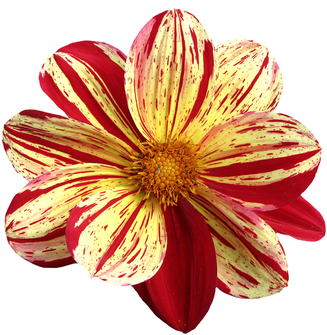 Dahlia, Late Summer, Dahlia Garden, Blossom, Bloom - Still Life Photography (960x720), Png Download