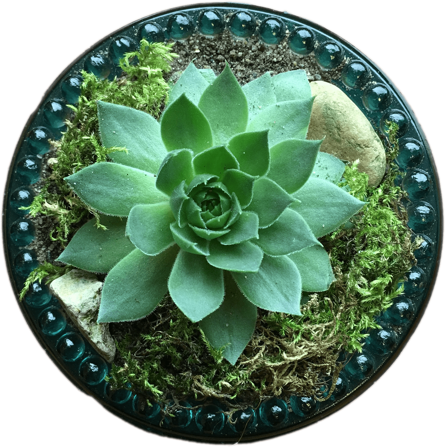 Download - Succulent Plant (1920x1920), Png Download