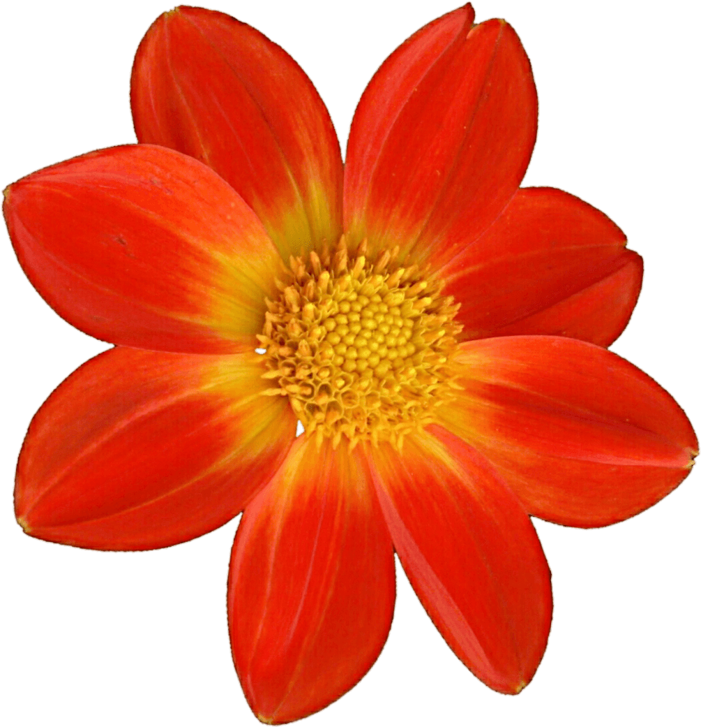 Gazania (1024x1066), Png Download