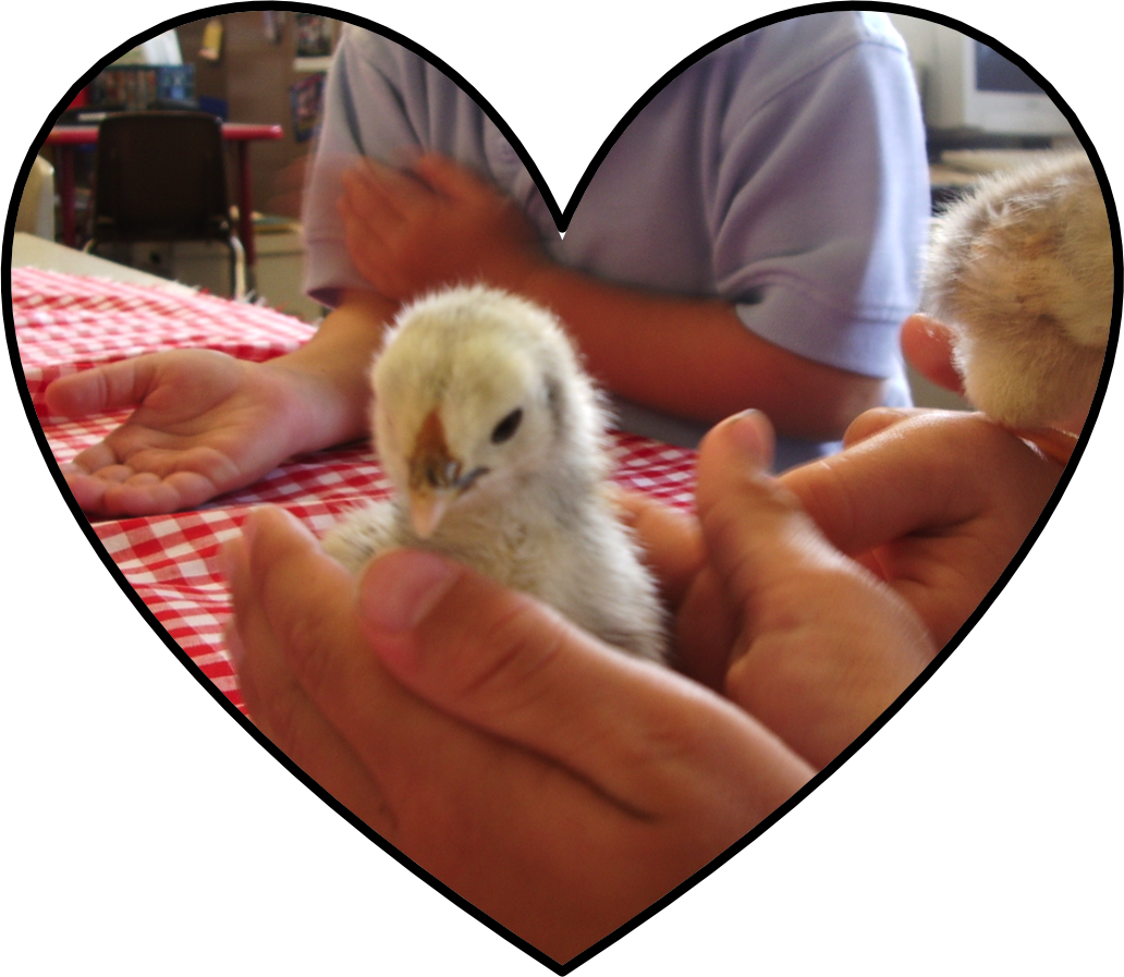 Hatching Chicks In The Classroom - Chicken (1032x897), Png Download