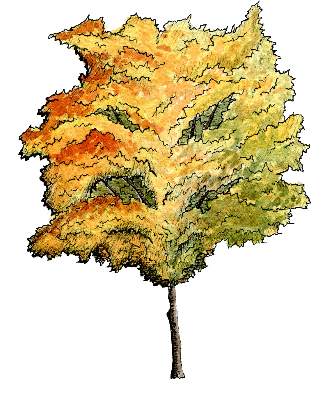 Section And Plan Album On Imgur - Watercolor Tree Plan View (1123x1462), Png Download