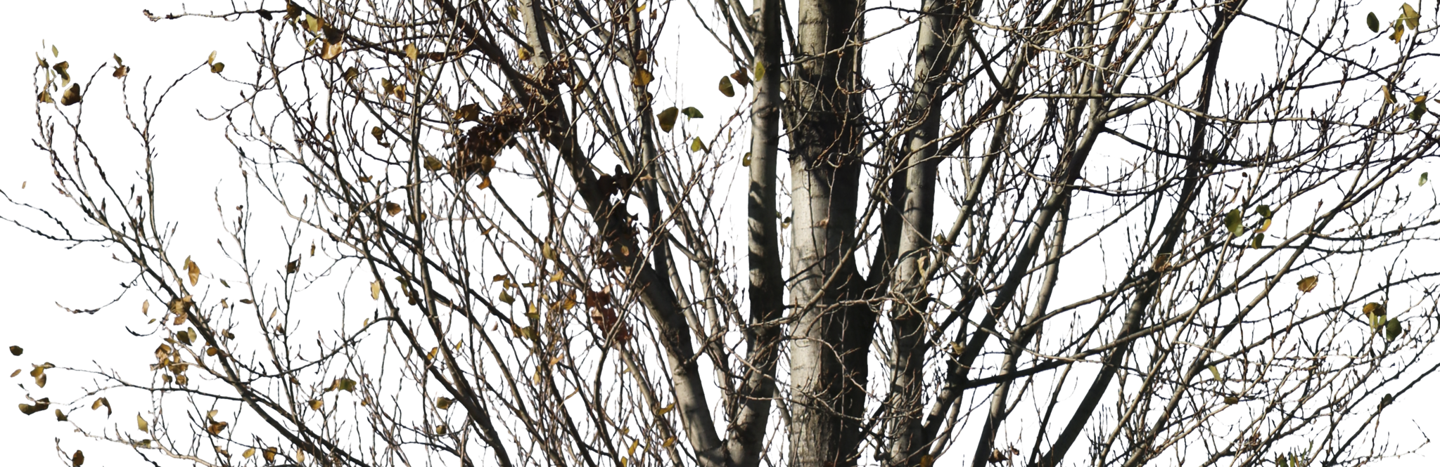 Free Image - Birch (2047x665), Png Download