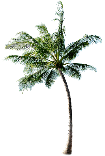 Coconut Tree Download Transparent Png Image - Coconut Tree Png (591x591), Png Download