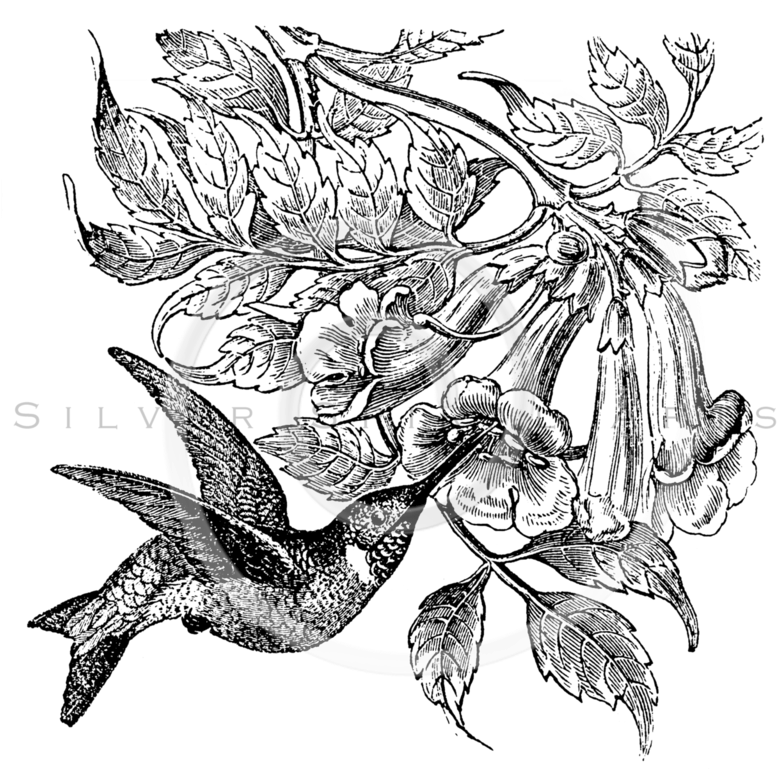 Flower Black And White Png Vintage (792x768), Png Download