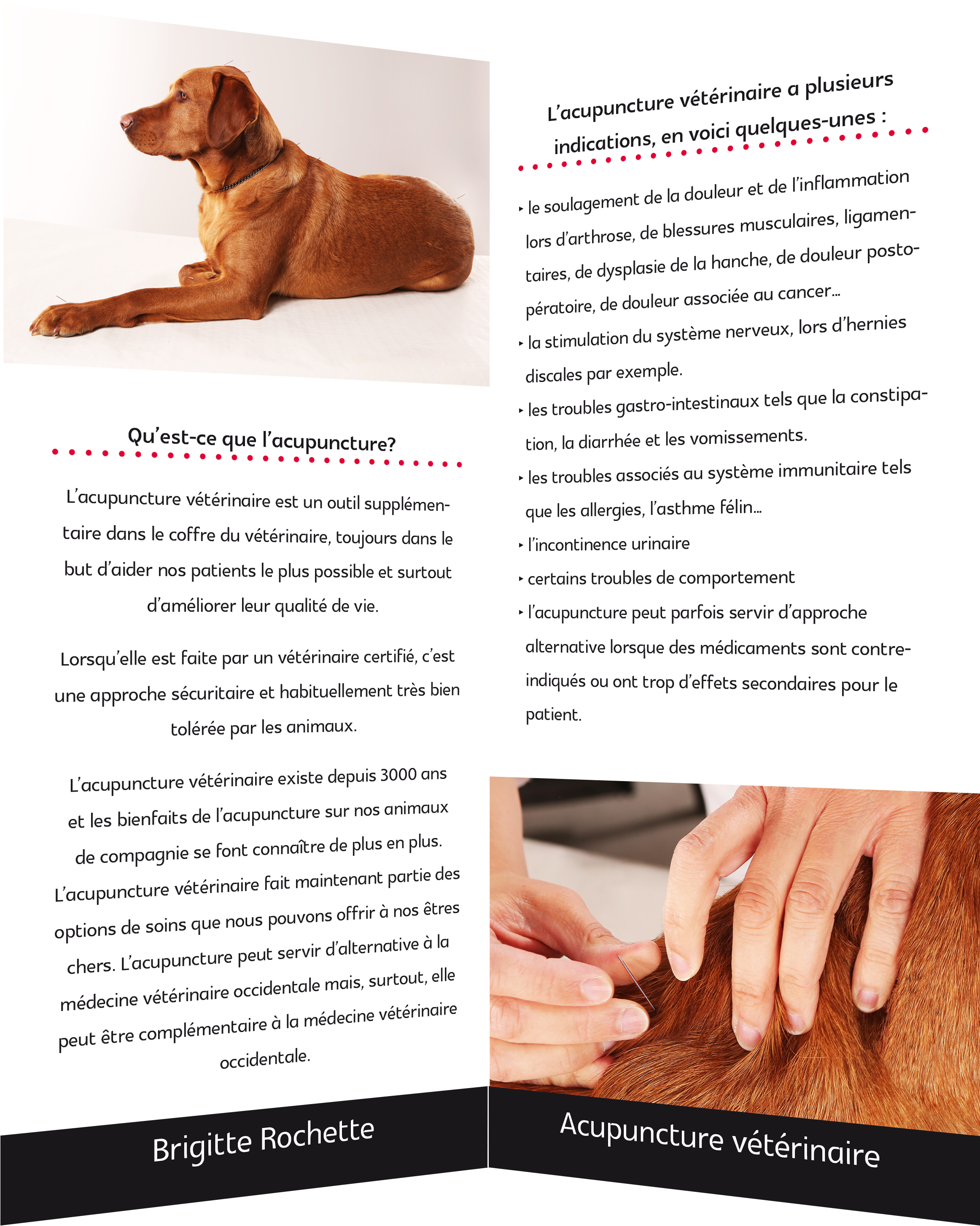 Br2 - Guard Dog (2550x3000), Png Download