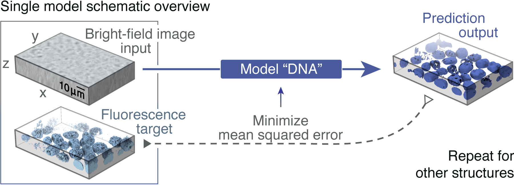 Given The Input Of A Transmitted Light And Fluorescence - Diagram (1800x648), Png Download