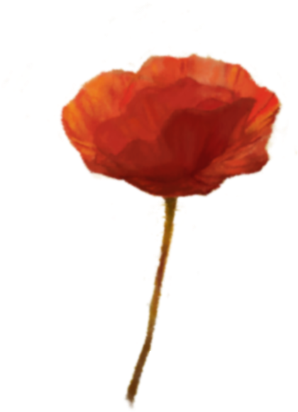 C4 Poppy2 5 - Garden Roses (1920x1080), Png Download