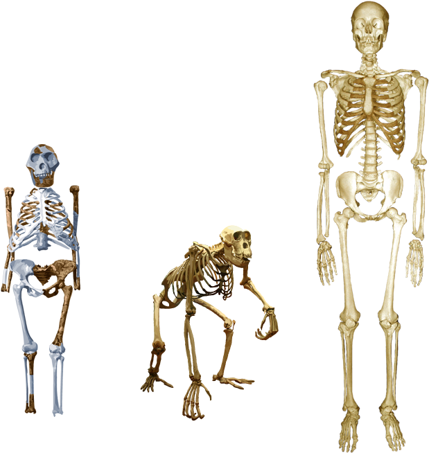 Compare Lucy With Both Human And Chimp - Chimpanzee Lucy Skeleton (700x700), Png Download