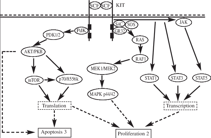 Physiological Kit Activation Is Triggered By Binding - Diagram (708x464), Png Download