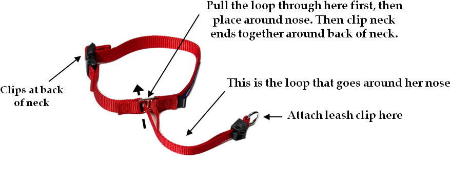 I Need To Be Able To Safely Walk My Girl Without Being - Gentle Leader (917x371), Png Download