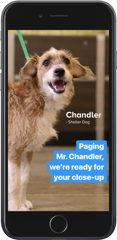 Katie & Ocean - Companion Dog (400x787), Png Download