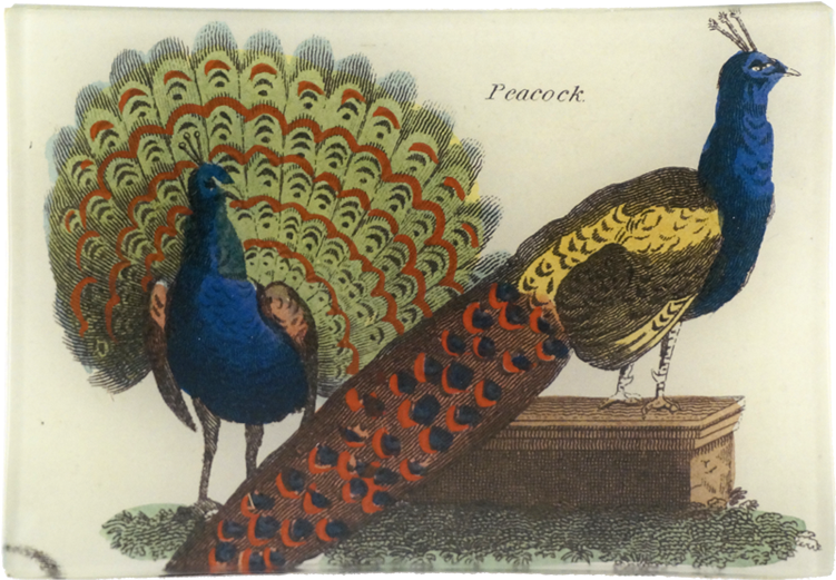 Peafowl (800x800), Png Download