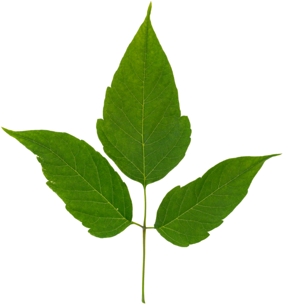 Box Elder Tree (570x600), Png Download