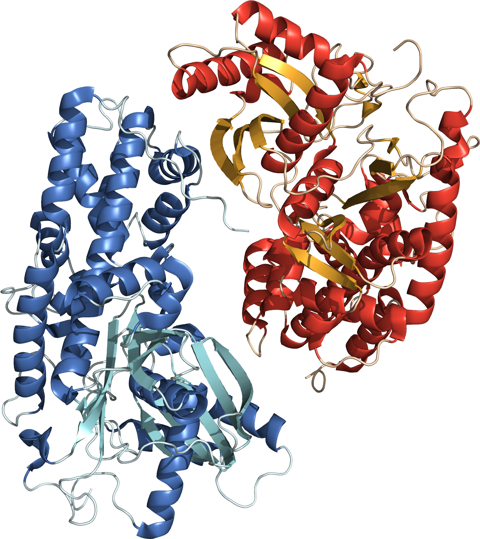 Hexokinase 3o08 Structure - Bead (1700x1900), Png Download