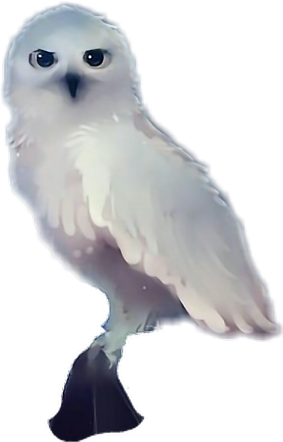 Snowy Owl (1024x1024), Png Download