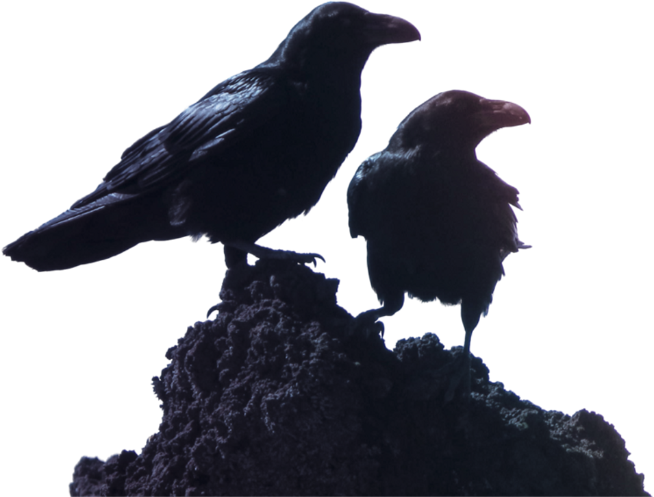 Raven Sticker - Bird (1024x785), Png Download