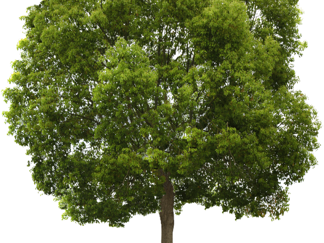 Tree Png Transparent Images - Tree For Photoshop Png (640x480), Png Download